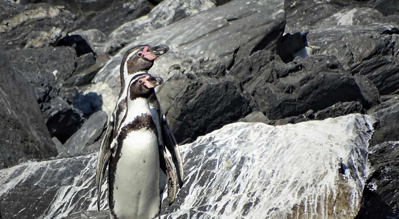 Ping&uuml;ino de Humboldt sobre rocas costeras